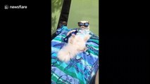 Chilled out cat relaxes with shades and a beer for memorial day in Texas