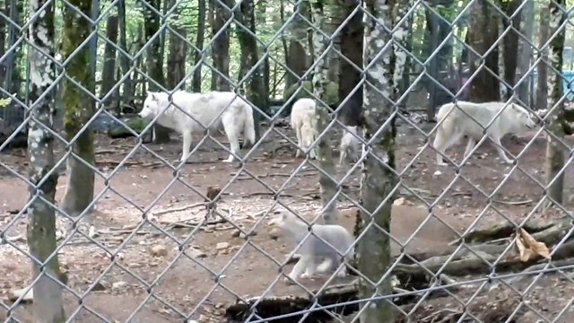 Les louveteaux du Parc aux loups de Chabrières