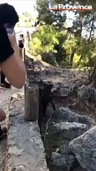 Port-Miou : Charlie, le sanglier star de la calanque, est venu saluer ses fans