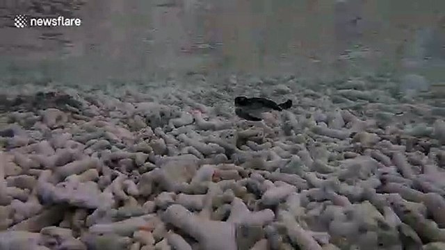 Endangered baby green sea turtle enters the ocean off Australia