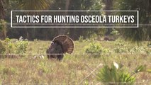 Tactics for Hunting Osceola Turkeys
