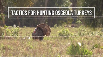Tactics for Hunting Osceola Turkeys