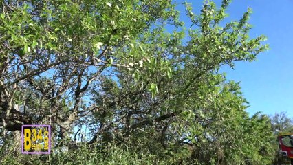 2019-Pompiers de Bessan
