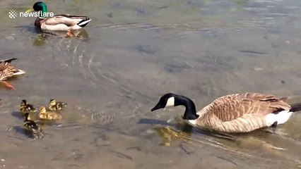 Mother duck bravely protects her chicks from attacking goose