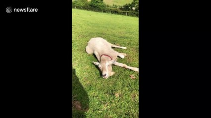This lazy UK goat is definitely not a morning person!