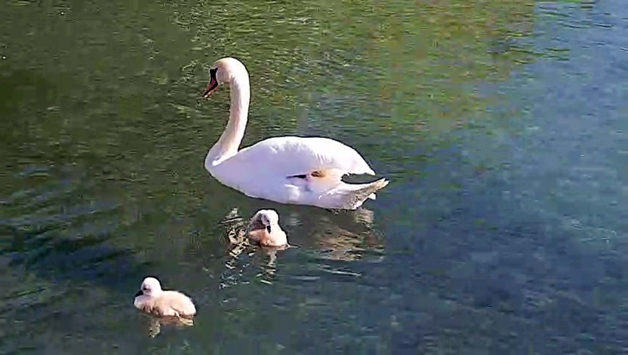 Bébé cygnes sauves de la noyade à Annecy