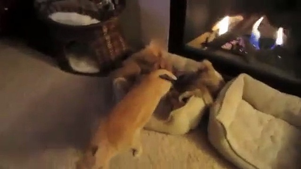 Adorable Bengal Kitten Purr Meow