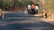 Des motards tombent sur une famille de lions au milieu de la route... Demi tour