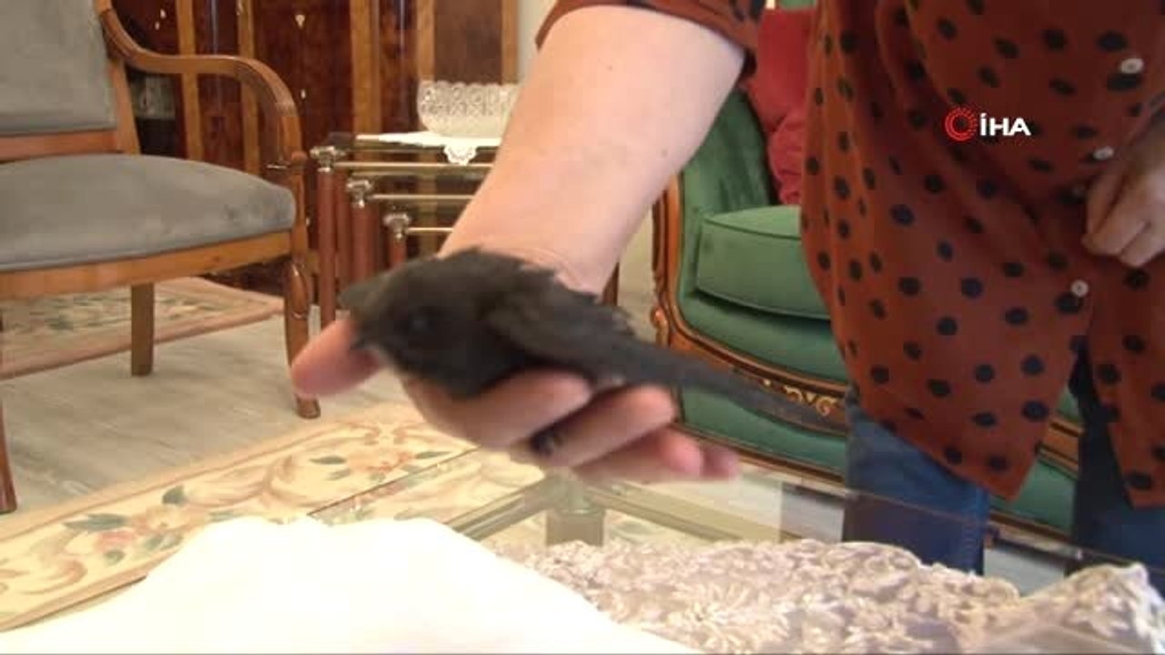 Kediler yakaladı, duyarlı vatandaş kurtardı