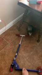 Ferret Steals the Scooter