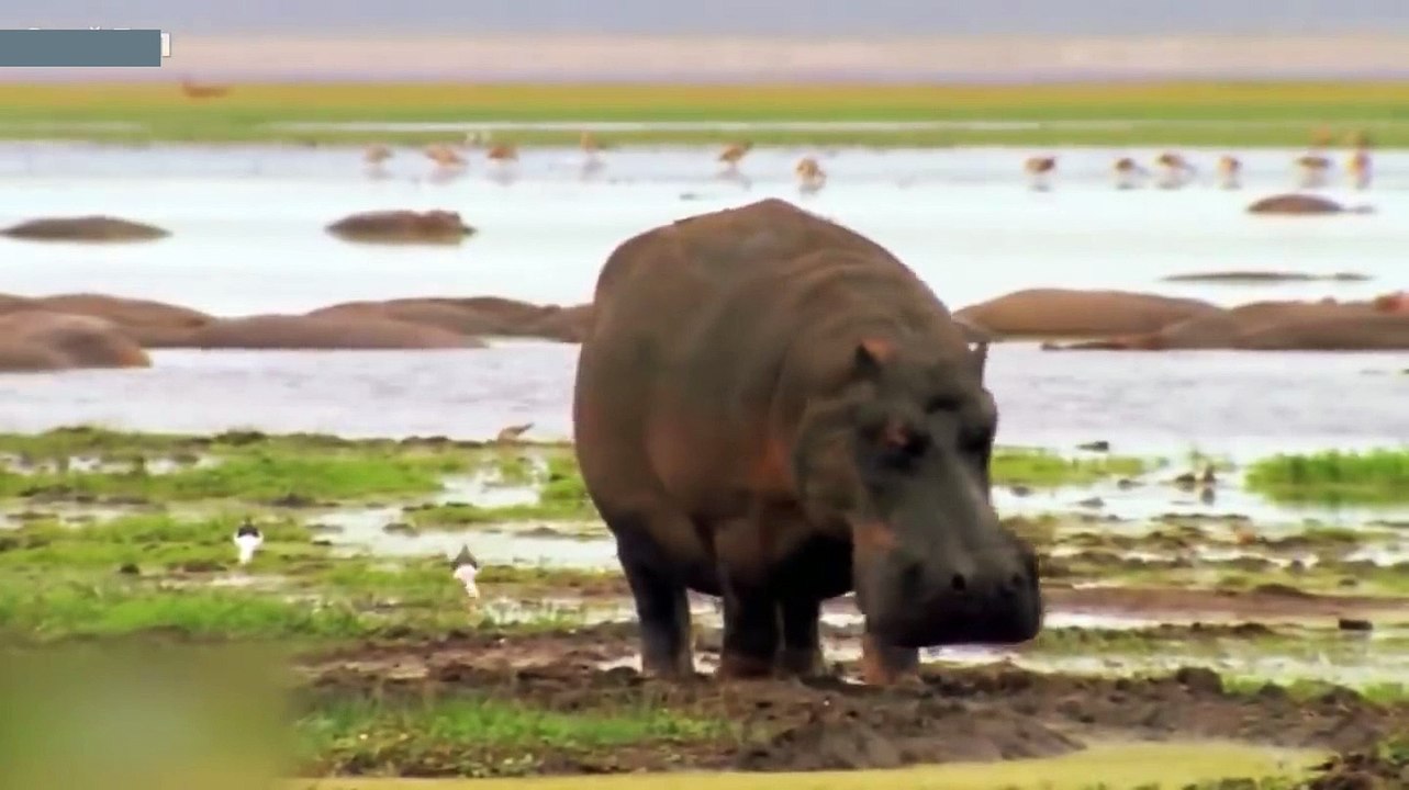 ANIMALS AGAINST CARS. Rhino, elephant, hippo, bull against cars!
