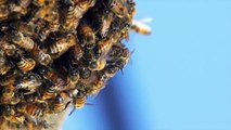 Wild Bees Discovered Making A Nest Out Of Plastic