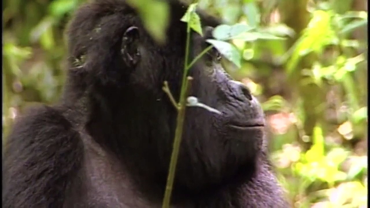 The First Human (Evolution Documentary) | Timeline