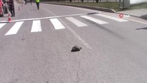 Yaya geçidinden karşıya geçen kaplumbağa trafiği durdurdu