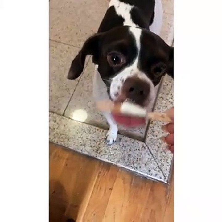 Dog eating ice cream