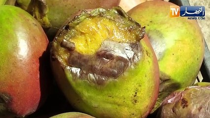 تجارة: الموز بـ 100 دج والأناناس بـ 400 دج..أسعار الفواكه المستوردة تنهار بأسواق الجملة