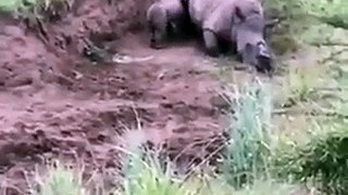 Baby Rhino Trying to wake it's Mother killed By Poachers!