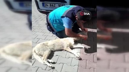 Kafası bidona sıkışan köpek tekrar hayata döndürüldü