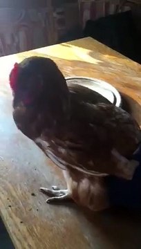 Rabye Bouden 2019 OSTER ROUHEK