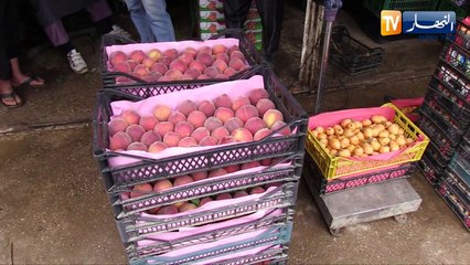 تجارة: المشمش، الخوخ والبطيخ .. قريبا في متناول الجميع