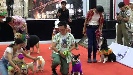 Colourful scenes from dog fashion show in Bangkok