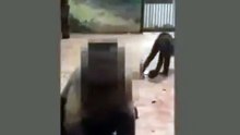 人間と同じ顔のサル！