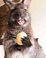 Ce bébé Wallaby dévore une patate.. trop mignon !
