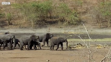 Elephants Under Threat of A Cull - The Long Walk Home - BBC Earth