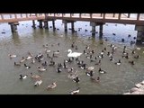 新潟阿賀野市的瓢湖餵天鵝