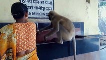 Trusty monkey - Human Animal Bond - Help Animal