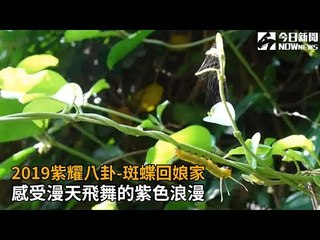 影／2019紫耀八卦-斑蝶回娘家　感受漫天飛舞的紫色浪漫