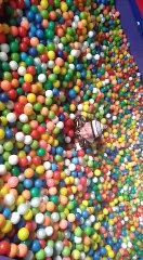 family and little toddler playing in the ball pit!