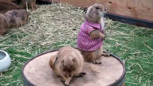 Prairie Dogs In T-Shirts Playing Together