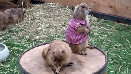 Prairie Dogs In T-Shirts Playing Together
