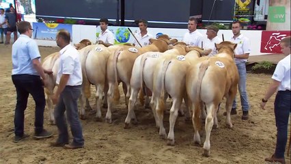 Aquitanima 2019 - Concours interrégional de la race BLONDE D’AQUITAINE