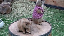 Prairie dogs in T-shirts at pet show in Thailand