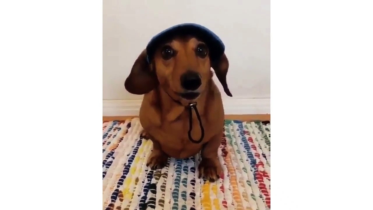 FUNNY ANIMAL VINES 2019 #2 | CUTE CAT & DOGS VIDEOS | PET NINJA