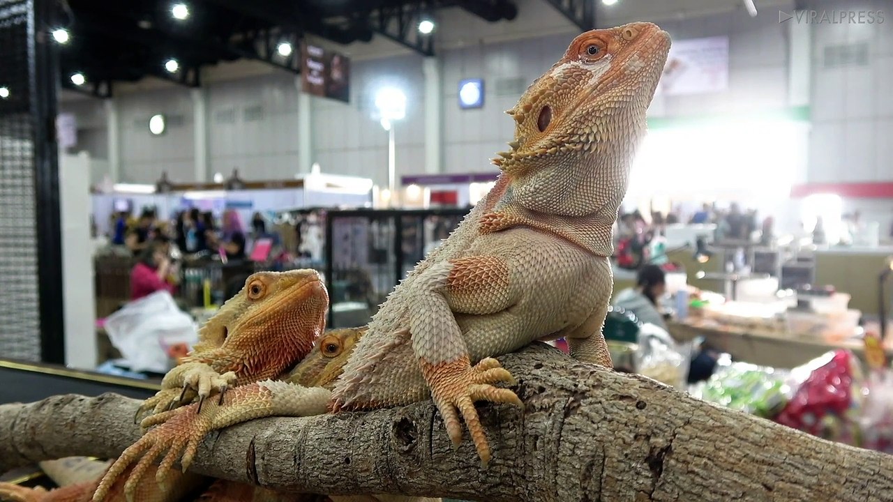 Lizard Love Triangle
