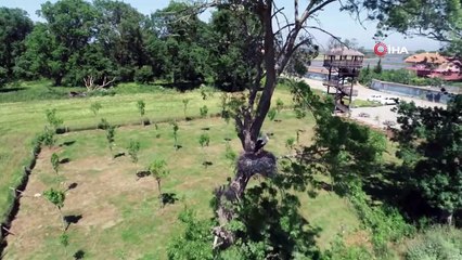 'Leylek Köyü’nün Yeni Misafirleri Uçuşa Hazırlanıyor