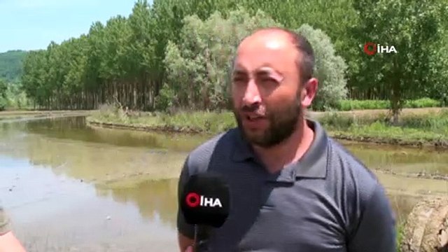 Türkiye’nin en kuzeyinde çeltik ekimi başladı...Çeltik ekimi yapılan bölge havadan görüntülendi