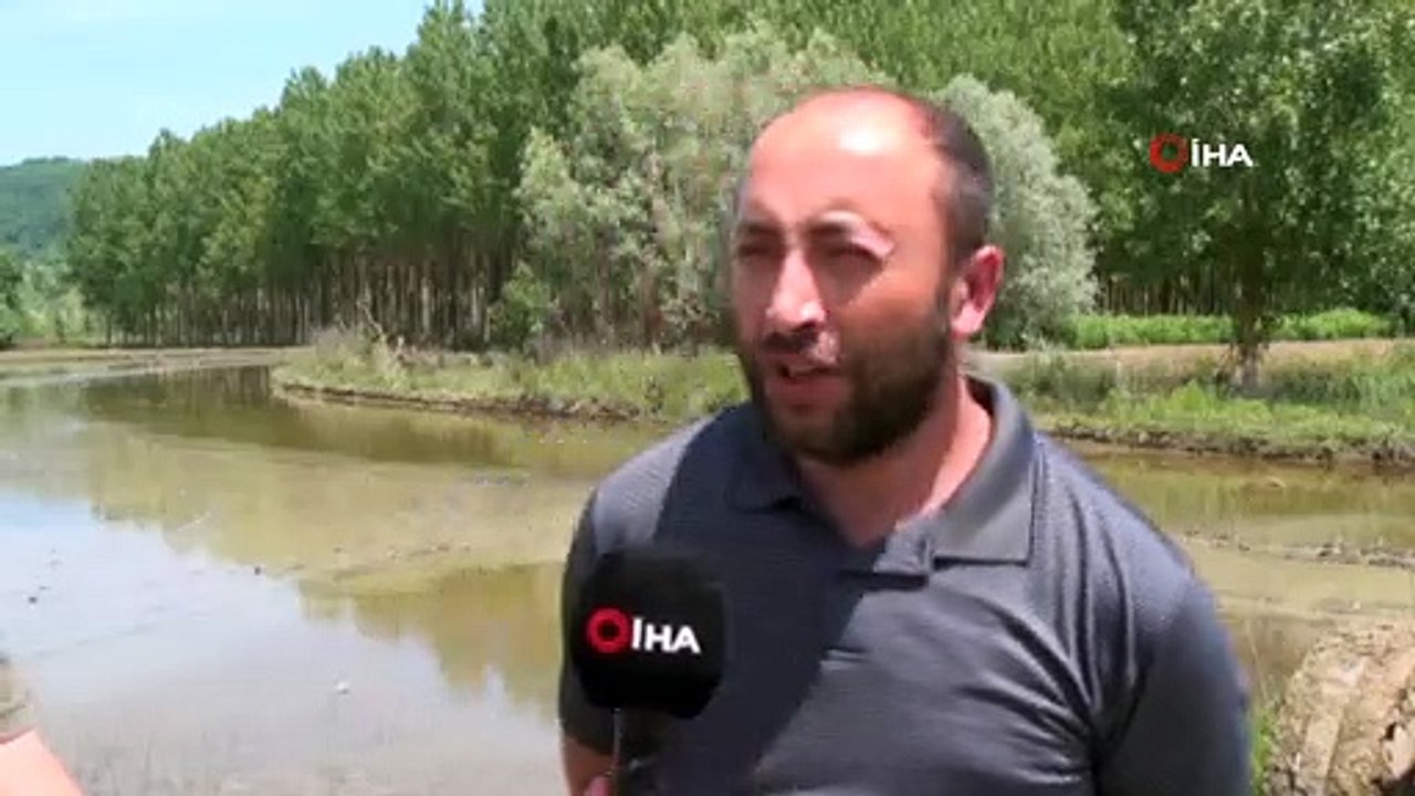 Türkiye’nin en kuzeyinde çeltik ekimi başladı...Çeltik ekimi yapılan bölge havadan görüntülendi