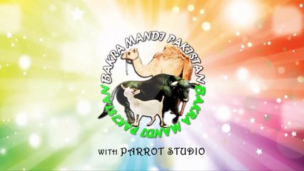 NILI RAVI HIGH DEMAND Buffalo's for Sale in Pakistan - Sheikhupura Mandi visit 2018 - 2019