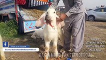 PURE HEN K NAHI- Lahore Bakra Mandi visit 31st January 2018 Mundra Chatra Kajla for Qurbani Eid 2018