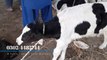 PURE Australian Holstein Friesian Cow Calf in Lahore Cow and Bakra Mandi 2018 - 2019
