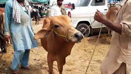 QURBANI EID 2018 - 70 SAY 1 LAKH TAK MEN KIYA MILE GA ! HUR KISI KA SAWAL !