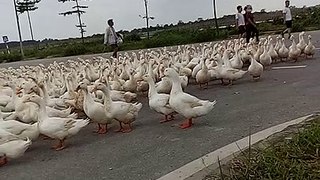 Duck flocks in an urban area make people give way