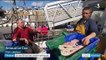 Bretagne : des pêcheurs en guerre contre le phoque gris