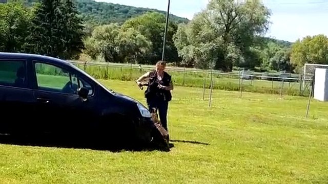 Démonstration de la brigade canine de Metz à l'occasion des portes ouvertes du club canin de Pont- à Mousson