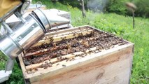 Arı Kovanı İçindeki Bireyleri Tanıyalım (Ana Arı - Erkek Arı - İşçi Arı)