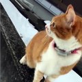 小猫不想追捕雪